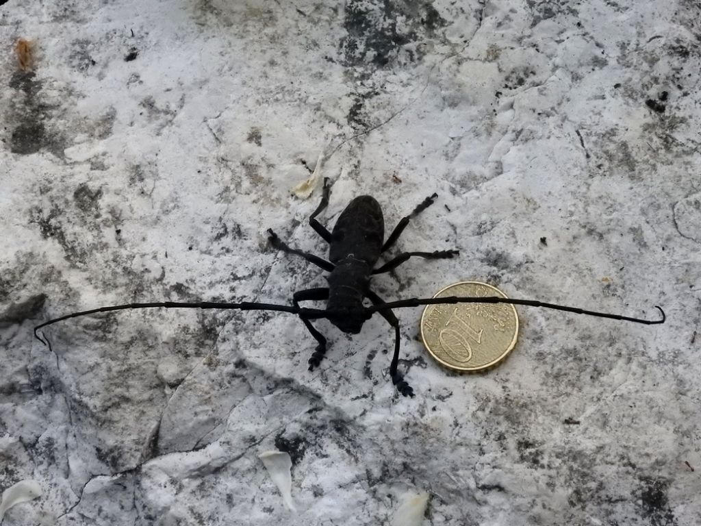 Morimus asper asper, maschio.